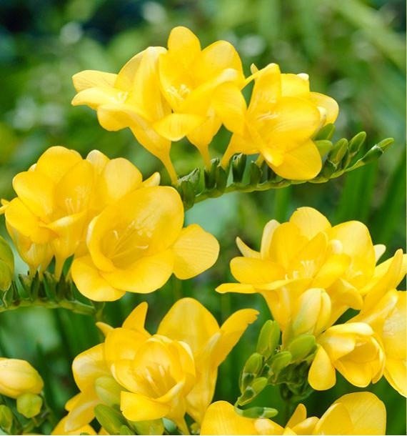 50 Flowers That Start With F