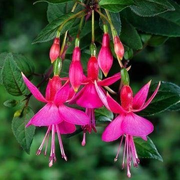 50 Flowers That Start With F