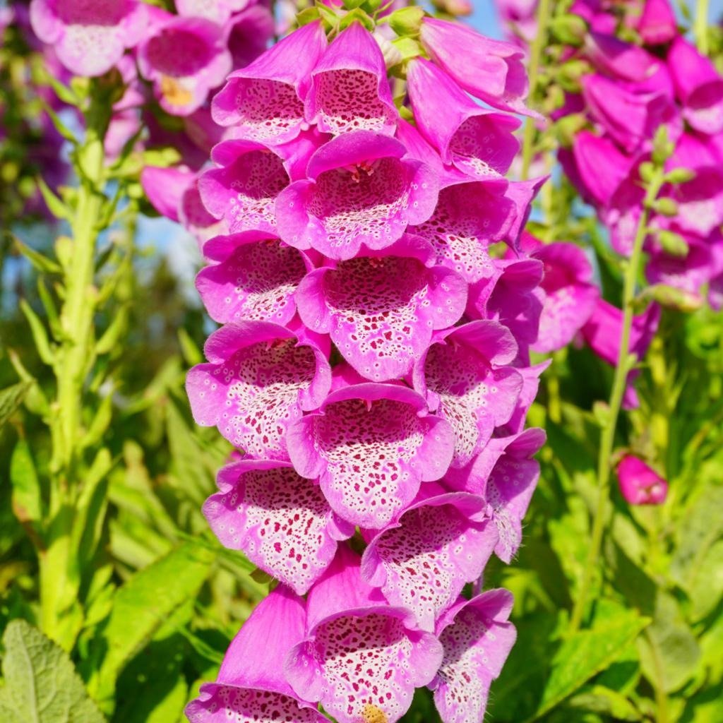 50 Flowers That Start With F