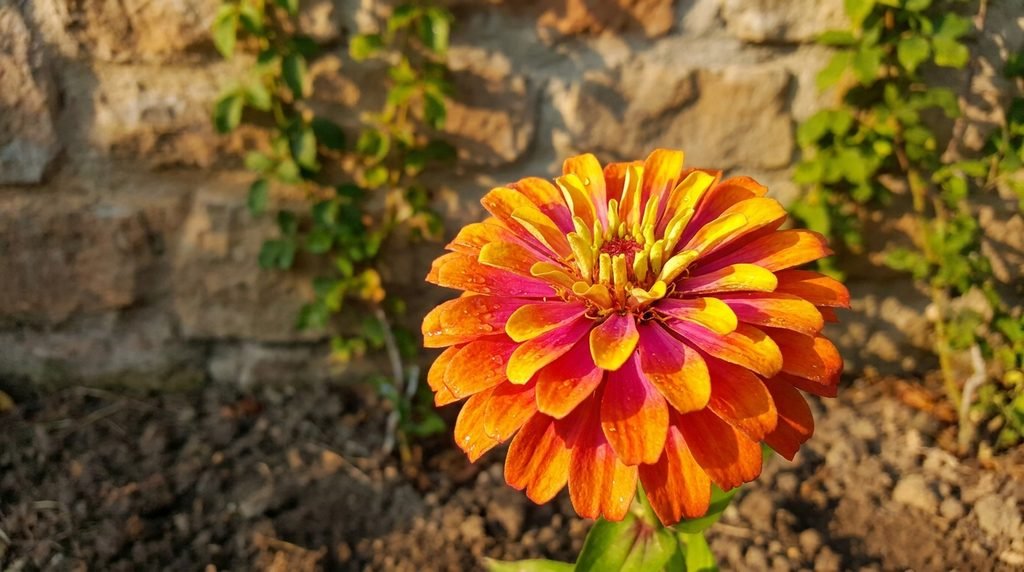 What Handles Full Sun Without Complaint