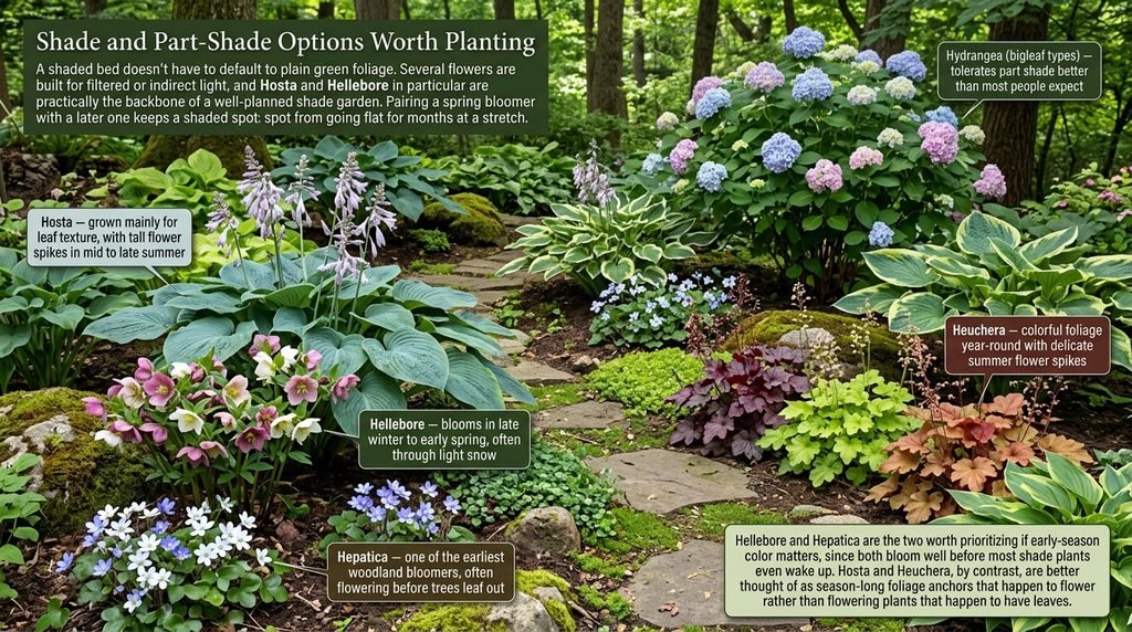 Shade and Part-Shade Options Worth Planting