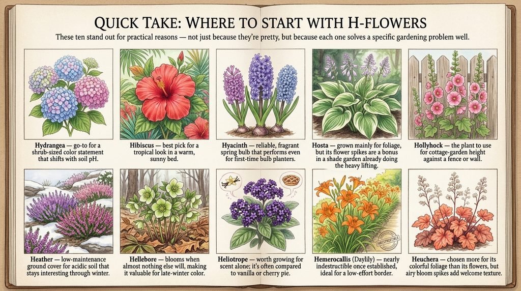 Quick Take: Where to Start With H-Flowers